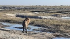 León en Chobe National Park