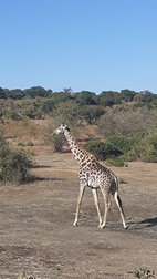 Game drive en Chobe National Park