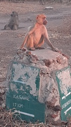 Game drive en Chobe National Park