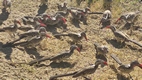 Grupo de red-billed hornbills, Senyati Safari Camp