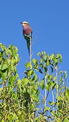 Game drive en Chobe National Park