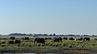 Game drive en Chobe National Park