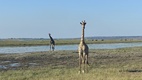Game drive en Chobe National Park