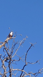Game drive en Chobe National Park