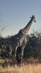 Jirafa en Chobe National Park