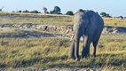 Game drive en Chobe National Park