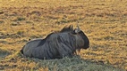 Khama Rhino Sanctuary