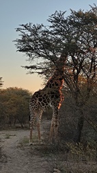 Khama Rhino Sanctuary