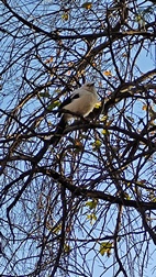 Khama Rhino Sanctuary