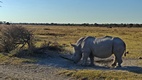 Rinoceronte en Khama Rhino Sanctuary