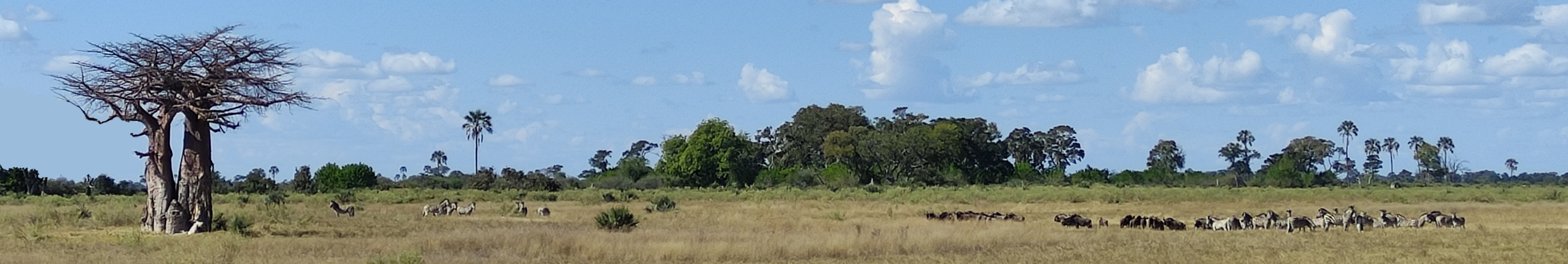Delta del Okavango Delta del Okavango
