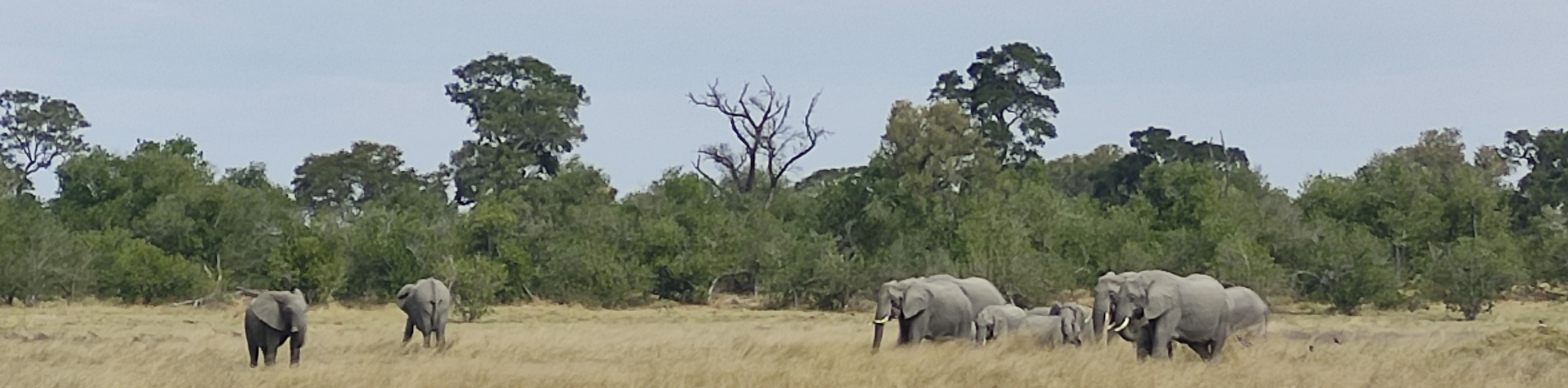 Delta del Okavango Delta del Okavango