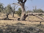 Moremi Game Reserve