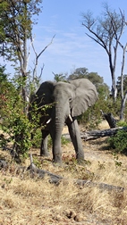 Moremi Game Reserve