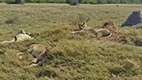Leones en el Deltra del Okavango