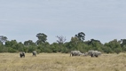 Moremi Game Reserve