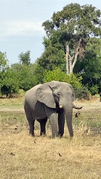 Elefante en el Delta del Okavango