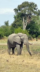 Moremi Game Reserve