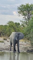 Moremi Game Reserve