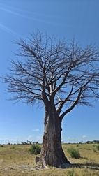 Baobab en el Delta del Okavango