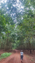 Plantaciones de caucho de camino a la cascada de Katieng