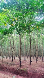 Plantaciones de caucho de camino a la cascada de Katieng