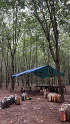 Plantaciones de caucho de camino a la cascada de Katieng