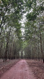 Plantaciones de caucho de camino a la cascada de Katieng
