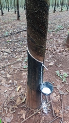 Plantaciones de caucho de camino a la cascada de Katieng