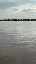 Avistamiento de delfines en el rio Mekong