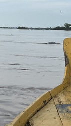 Avistamiento de delfines en el rio Mekong