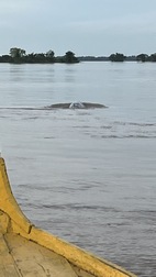 Avistamiento de delfines en el rio Mekong