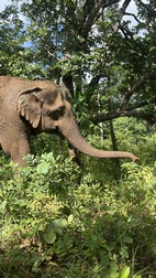 Elephant Valley Project