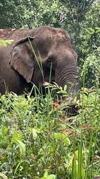 Elephant Valley Project