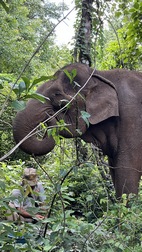 Elephant Valley Project