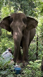 Elephant Valley Project