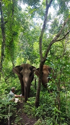 Elephant Valley Project