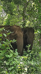 Elephant Valley Project