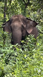 Elephant Valley Project