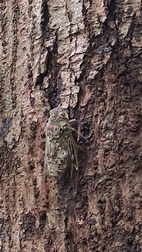 Paseo vespertino, Elephant Valley Project