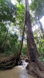 Paseo vespertino, Elephant Valley Project