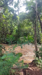 Paseo vespertino, Elephant Valley Project