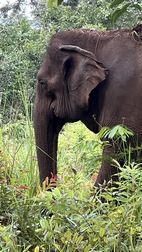 Elephant Valley Project