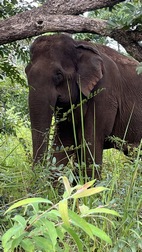 Elephant Valley Project