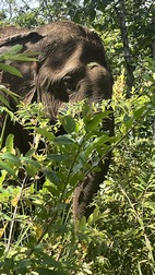 Elephant Valley Project