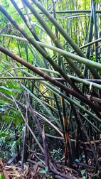 Excursi�n para la observaci�n de gibbones en libertad