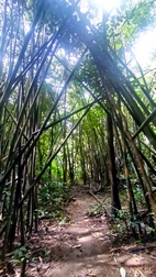 Excursi�n para la observaci�n de gibbones en libertad