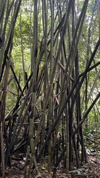 Excursi�n para la observaci�n de gibbones en libertad