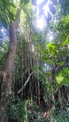 Excursi�n para la observaci�n de gibbones en libertad