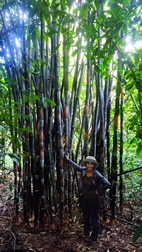 Excursi�n para la observaci�n de gibbones en libertad